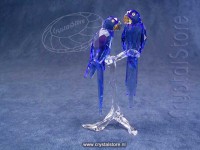 SCS - Hyacinth Ara's - Macaws