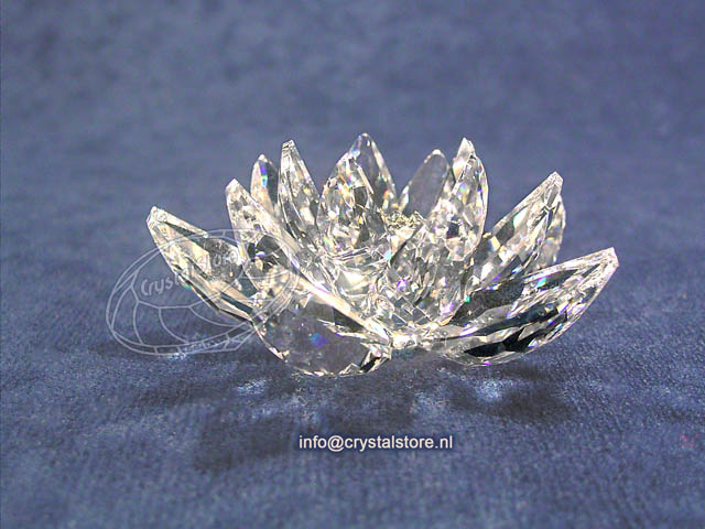 Waterlelie Klein Waterlelie Klein