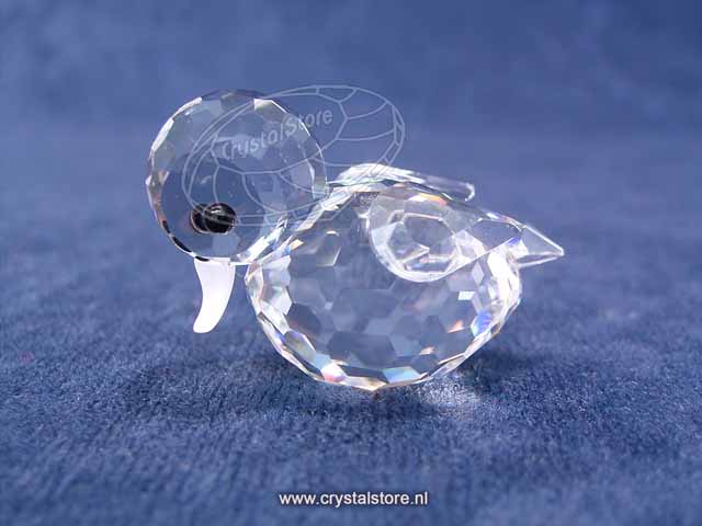 Eend Zwemmend Eend Zwemmend